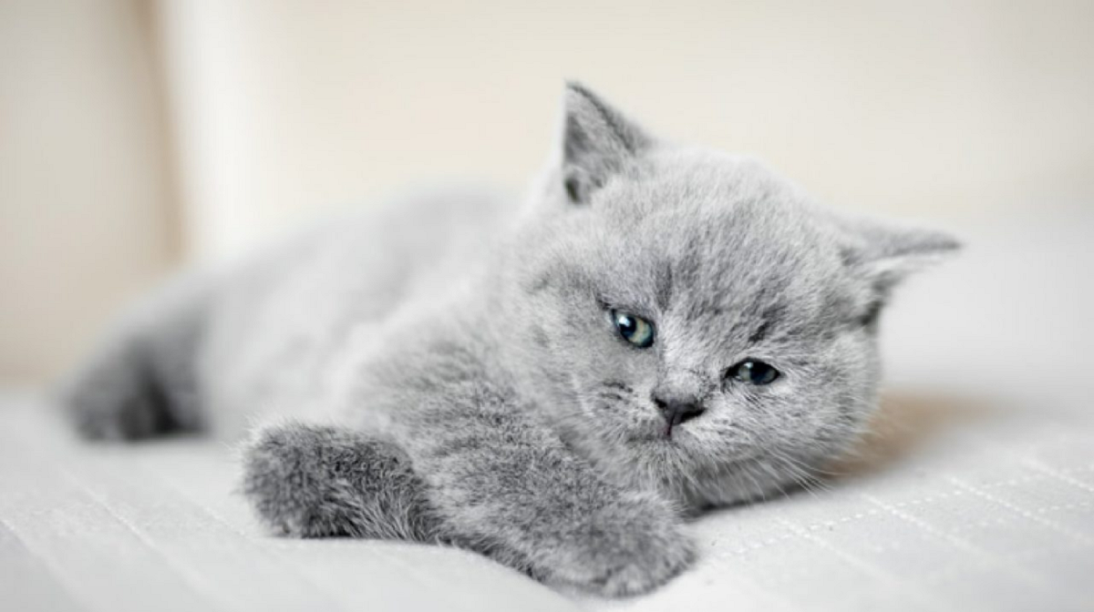 Saúde urinária em gatos