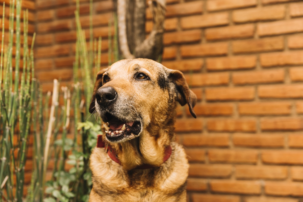 Cachorro caramelo
