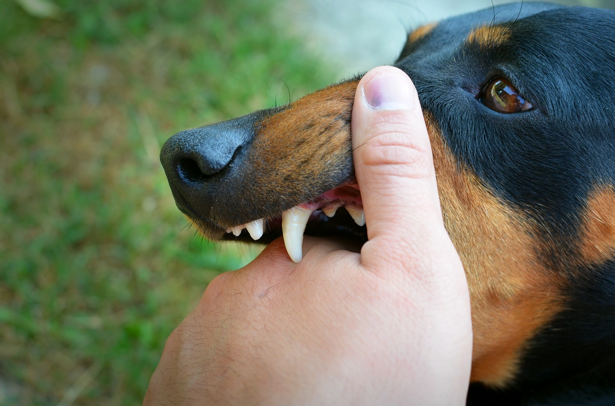 Cachorro mostrando gengiva mordendo a mão