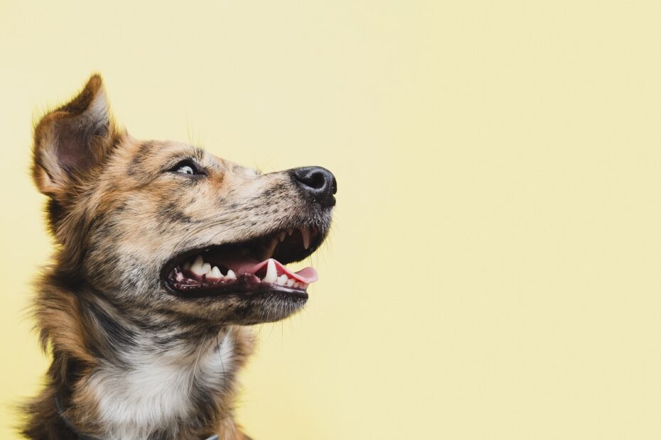 Cachorro com gengiva amarela: 7 causas que merecem atenção 1 Cachorro mostrando gengiva